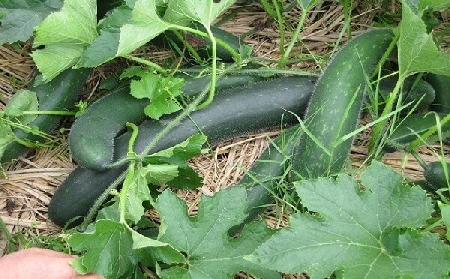 Bi dao se giup hoi chi em giam can an toan nhat