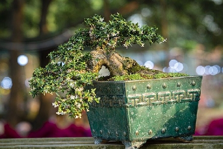 Mach ban bi quyet chon bonsai don gian