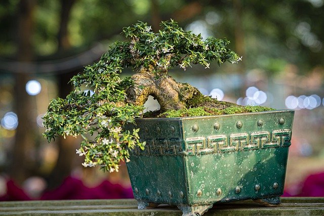 images/upload/mach-ban-bi-quyet-chon-bonsai-don-gian_1659520110.jpg